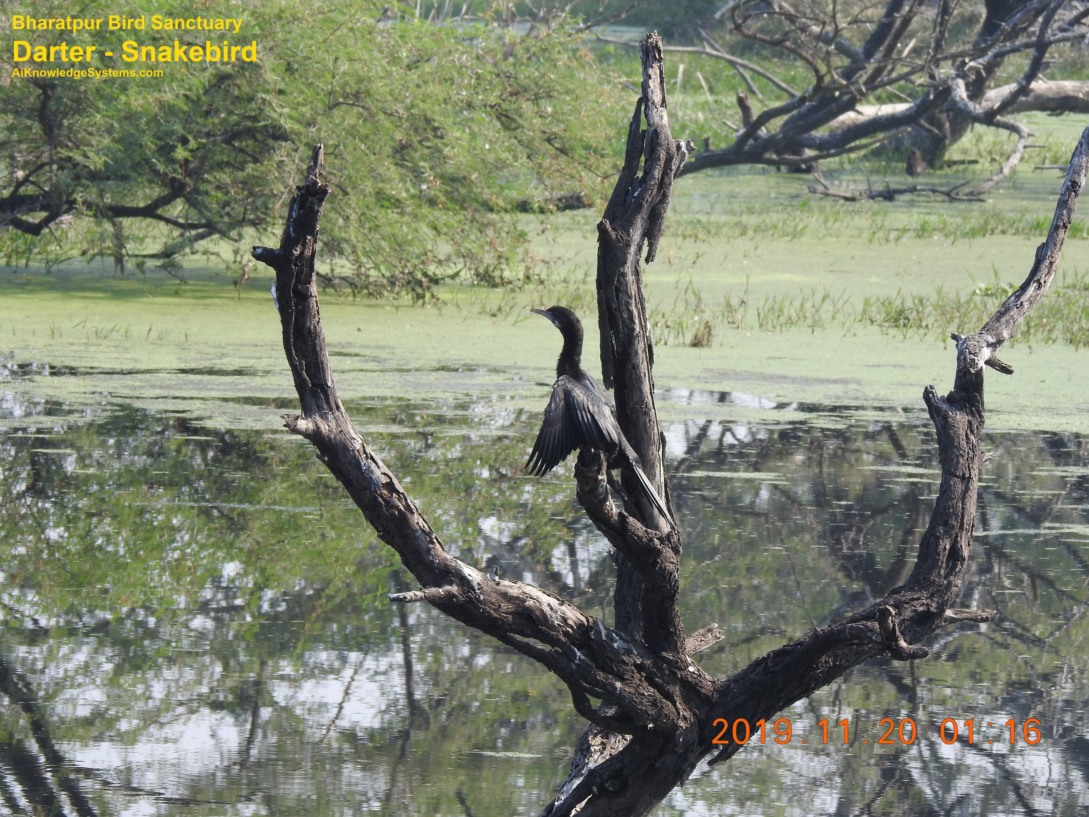 Darter - Snakebird (11) Coming Soon